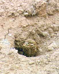 Burrowing owl